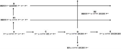 Complete CSN1S2 Characterization, Novel Allele Identification and Association With Milk Fatty Acid Composition in River Buffalo